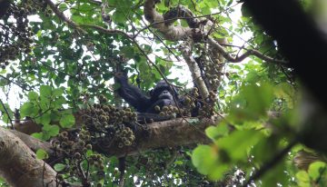 Los chimpancés toman el alcohol equivalente a dos o tres cañas de cerveza al día
