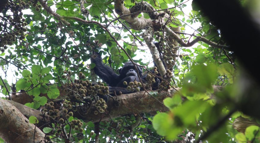 Los chimpancés toman el alcohol equivalente a dos o tres cañas de cerveza al día