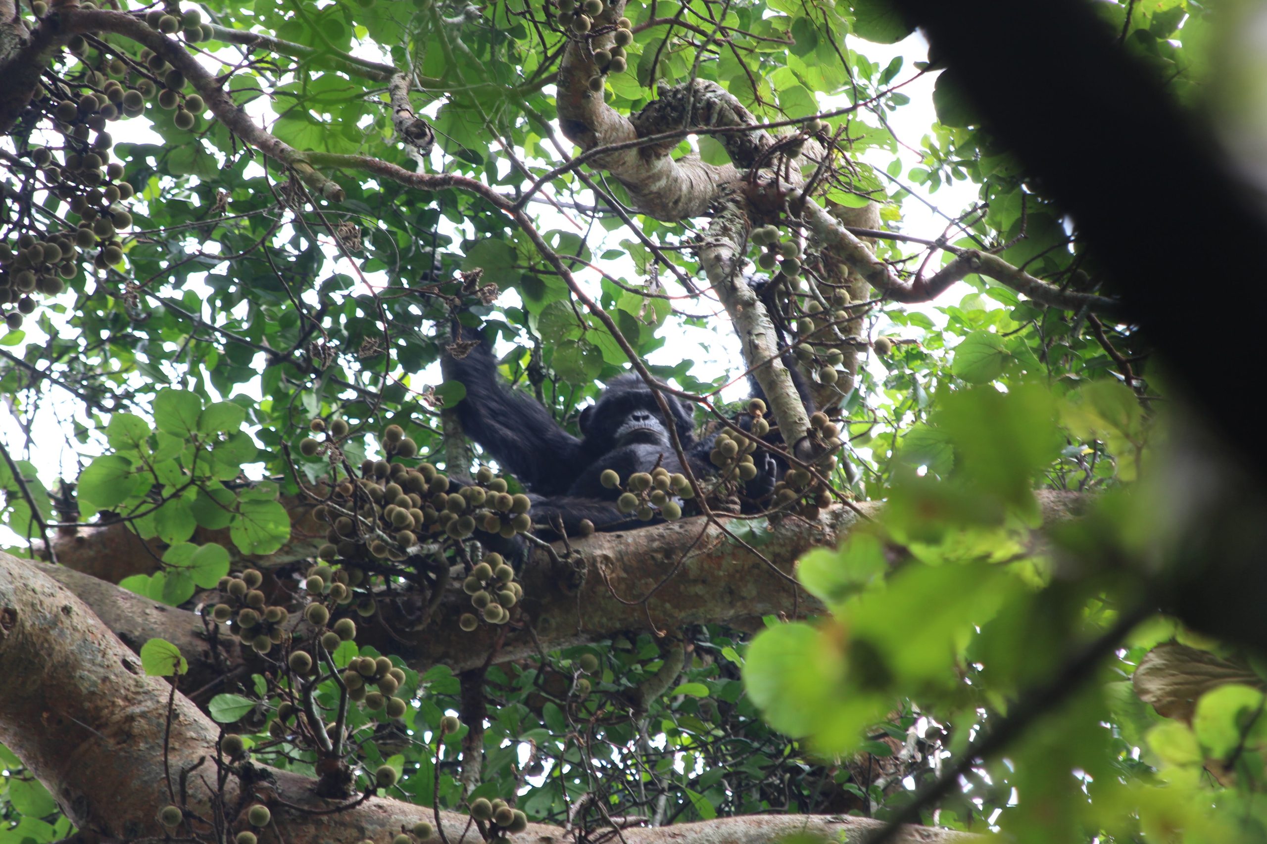 Un chimpancé come higos en el Parque Nacional Kibale (Uganda) en 2018.