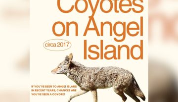 Creyeron que era una foca, pero la increíble verdad sorprendió a todos en San Francisco: había un coyote nadando