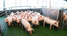 Producción récord: Argentina superó los 5,5 millones de cerdos faenados