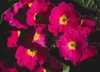 Chau al balcón aburrido: 5 plantas que podés sembrar en octubre para un verano lleno de flores