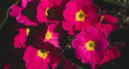 Chau al balcón aburrido: 5 plantas que podés sembrar en octubre para un verano lleno de flores
