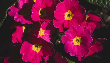 Chau al balcón aburrido: 5 plantas que podés sembrar en octubre para un verano lleno de flores