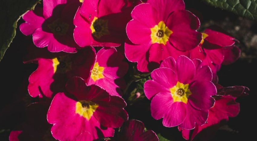 Chau al balcón aburrido: 5 plantas que podés sembrar en octubre para un verano lleno de flores