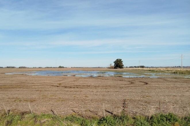 Imagen de lote con excesos hídricos en la localidad de Daireaux, provincia de Buenos Aires, tomada el pasado miércoles 10 de septiembre. (Foto: gentileza Pablo Ginestet para la BCBA)