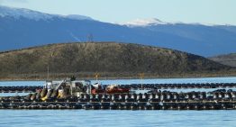 “Fundamental para el éxito”: una investigación del Conicet en las aguas del fin del mundo anticipa una revolución productiva