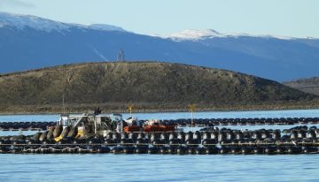 “Fundamental para el éxito”: una investigación del Conicet en las aguas del fin del mundo anticipa una revolución productiva