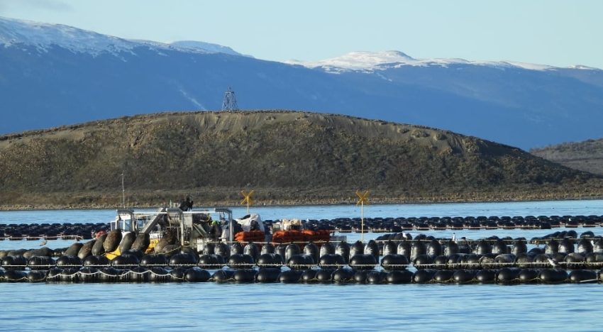“Fundamental para el éxito”: una investigación del Conicet en las aguas del fin del mundo anticipa una revolución productiva
