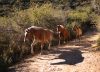 Aprendió a montar en las sierras y hoy lidera una disciplina novedosa con caballos
