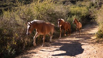 Aprendió a montar en las sierras y hoy lidera una disciplina novedosa con caballos