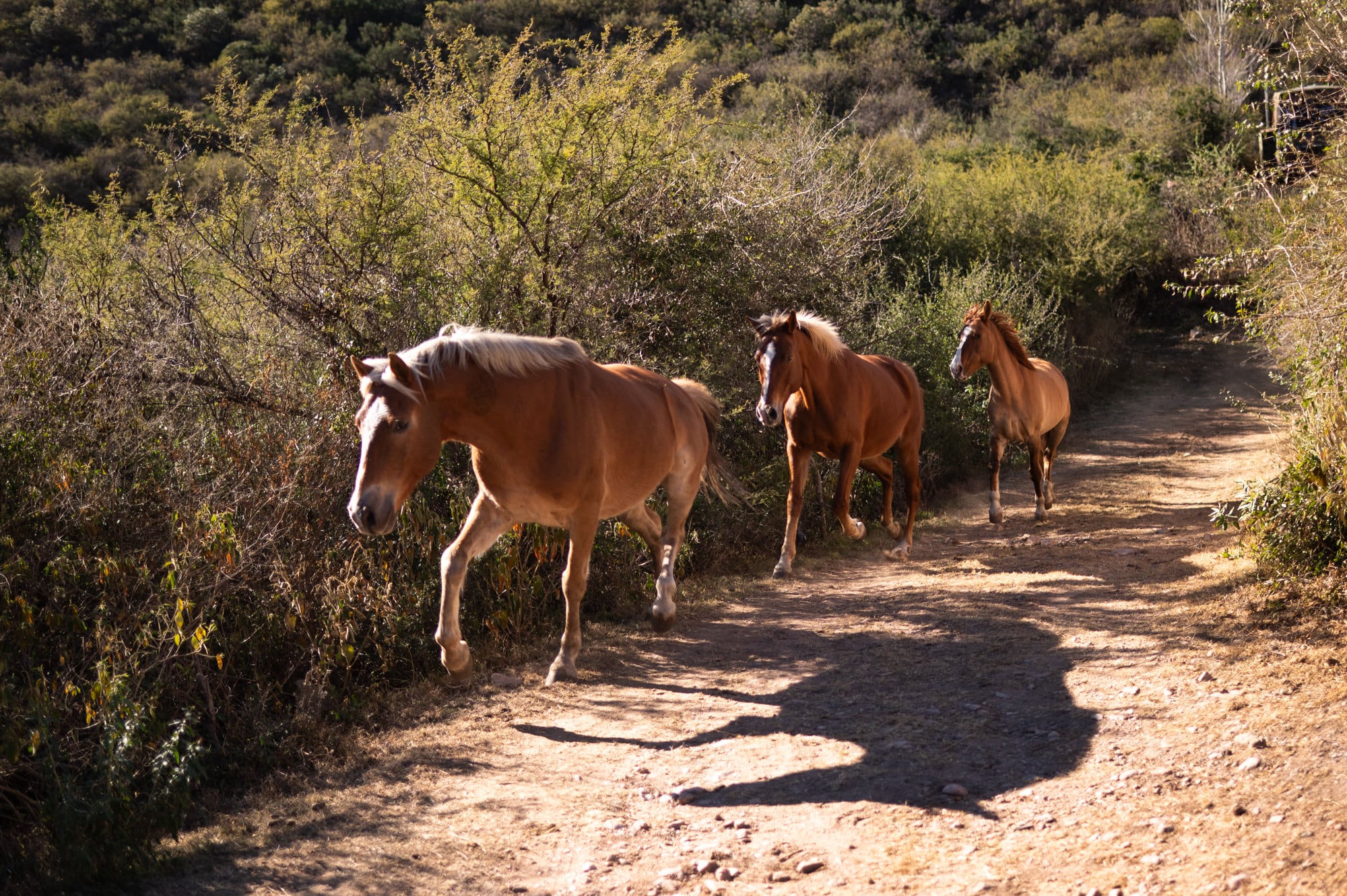 En el campo El Binomio, los caballos se preparan para la actividad. Su función es espejar las emociones de cada participante.