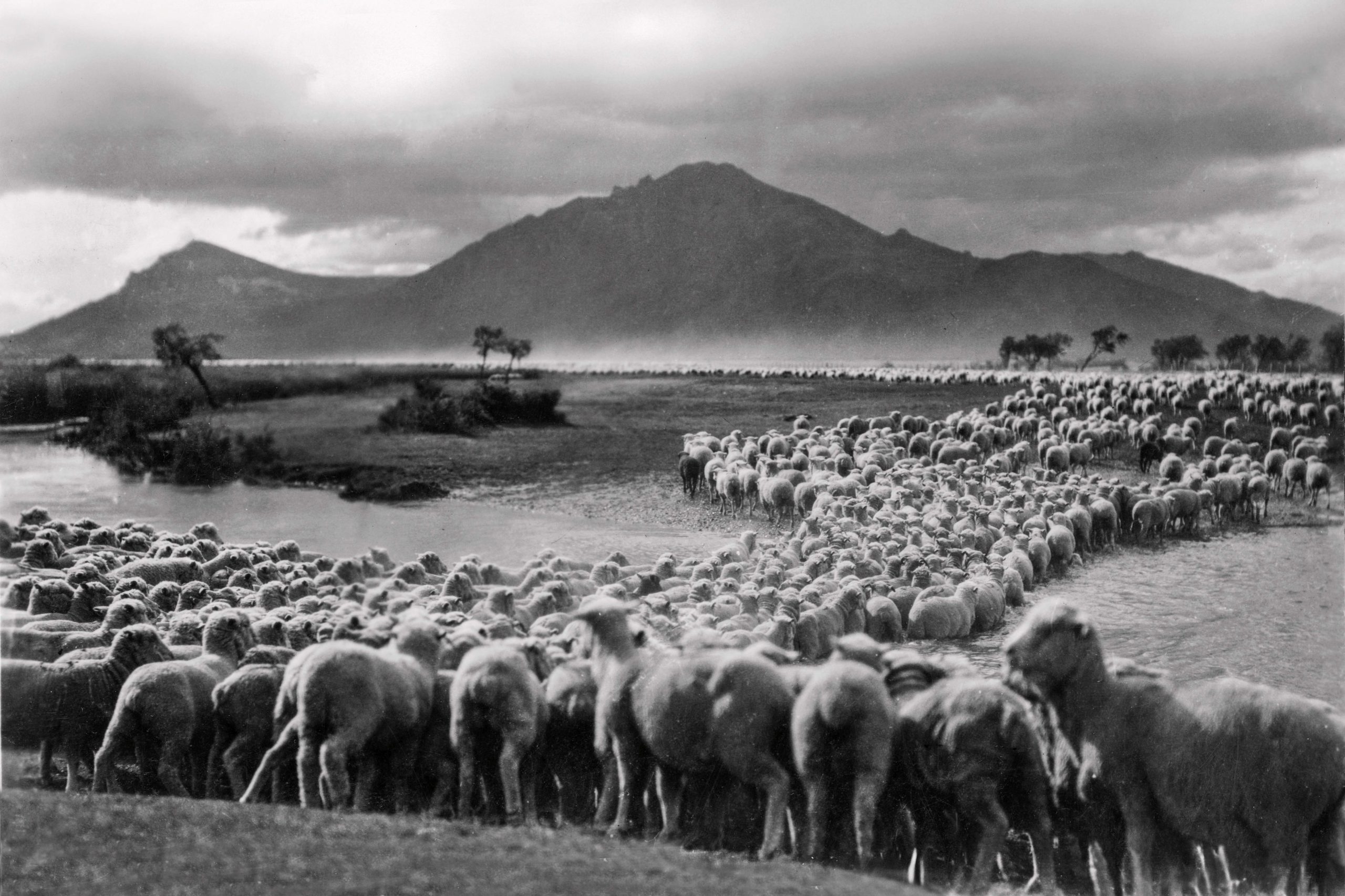 Ovejas en El Vado, valle de El Maitén. ca 1938.