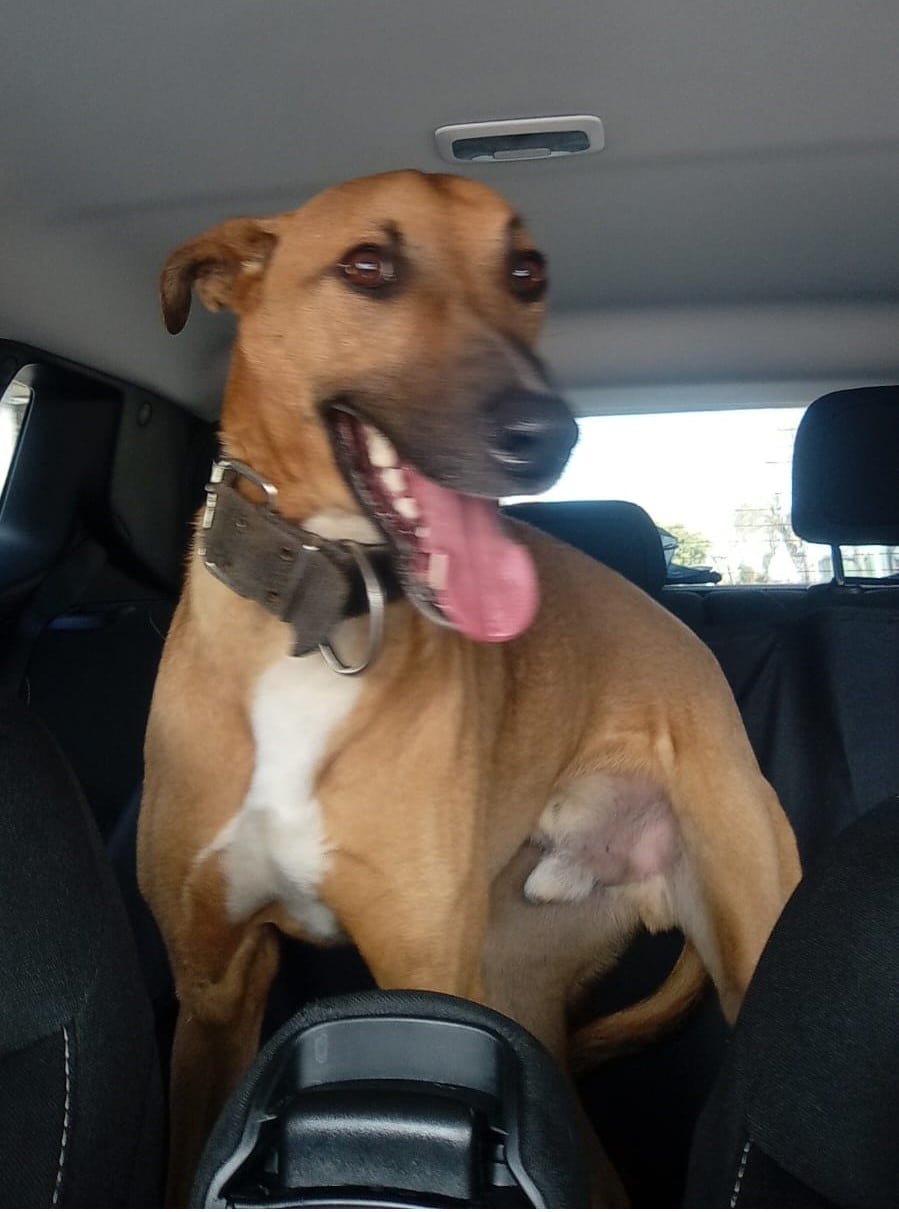 Carlitos es un mestizo de galgo de 2 años.