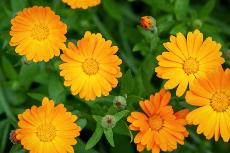 La caléndula, una planta con flores de color naranja intenso. (Foto: Freepik). 