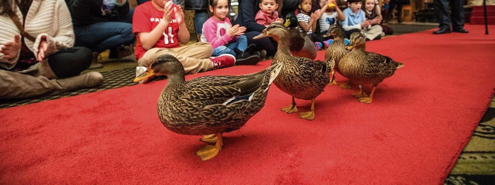 La marcha de los patos en el hotel Peabody