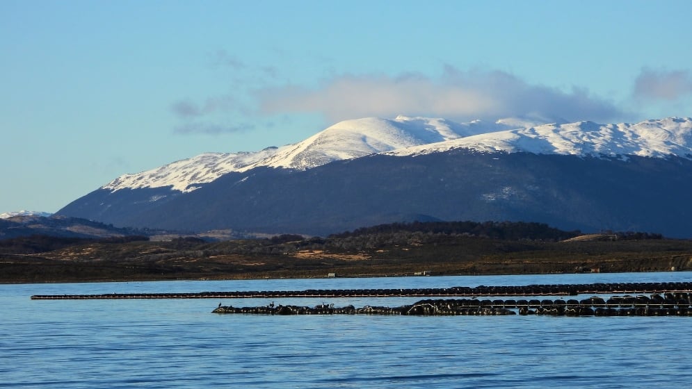 Primera producción mitícola a escala industrial del país, en el Canal de Beagle. Gentileza Mónica Torres (Cadic-Conicet)