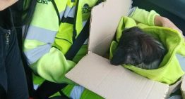 La rescataron en Panamericana y aunque encontraron a su familia, el desenlace fue inesperado: “Fue un acto de amor”
