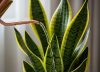 Cada cuánto hay que regar la lengua de suegra en primavera, según expertos en jardinería