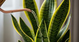 Cada cuánto hay que regar la lengua de suegra en primavera, según expertos en jardinería