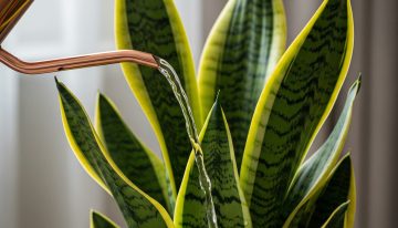 Cada cuánto hay que regar la lengua de suegra en primavera, según expertos en jardinería