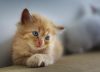 Cómo cuidar a un cachorro de gato recién adoptado, según especialistas en felinos