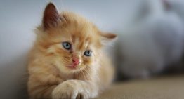 Cómo cuidar a un cachorro de gato recién adoptado, según especialistas en felinos