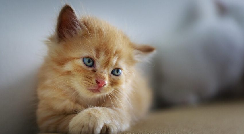 Cómo cuidar a un cachorro de gato recién adoptado, según especialistas en felinos
