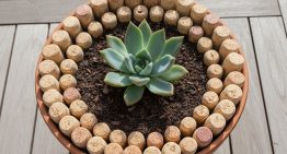 Por qué recomiendan poner corchos en la tierra de las plantas