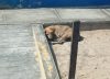 Sobrevivía en la calle escondido de quienes lo golpeaban hasta que una mujer decidida lo encontró: “Los perros maltratados no necesitan lástima”