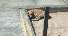 Sobrevivía en la calle escondido de quienes lo golpeaban hasta que una mujer decidida lo encontró: “Los perros maltratados no necesitan lástima”