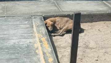Sobrevivía en la calle escondido de quienes lo golpeaban hasta que una mujer decidida lo encontró: “Los perros maltratados no necesitan lástima”