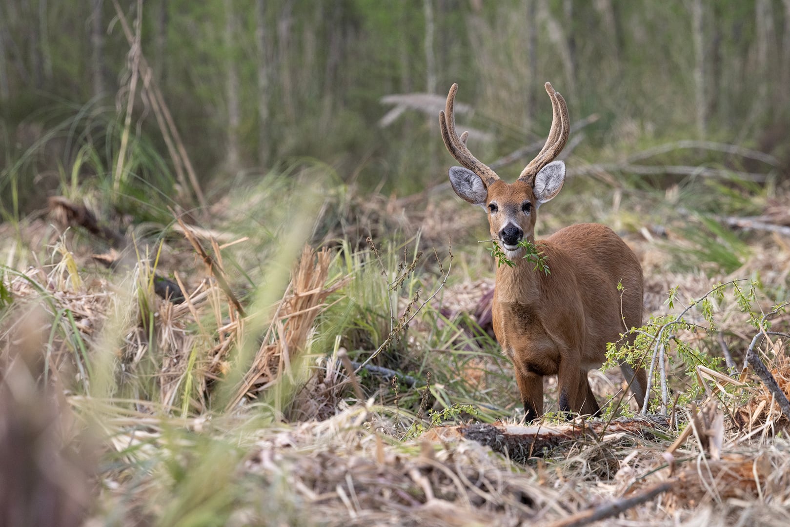 El ciervo de los pantanos es una especie en peligro en el Delta del Paraná por la pérdida de su hábitat y por la caza furtiva