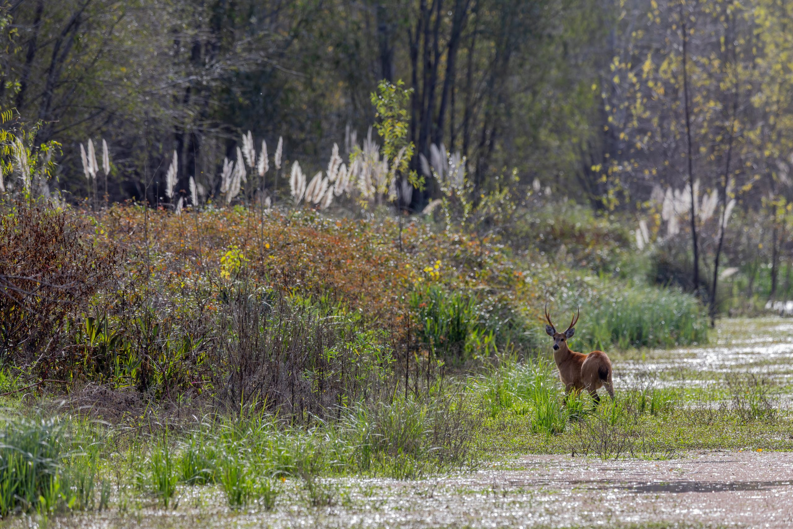 El ciervo de los pantanos es un mamífero muy carismático