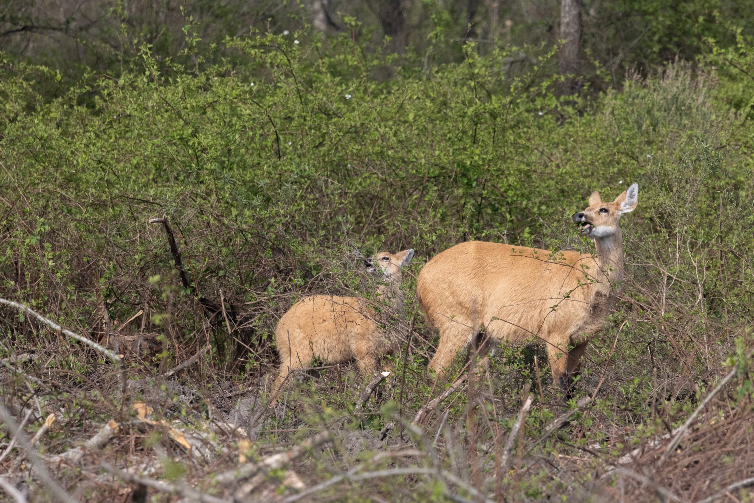 Es una especie netamente solitaria, pero puede verse en pequeños grupos ocasionalmente