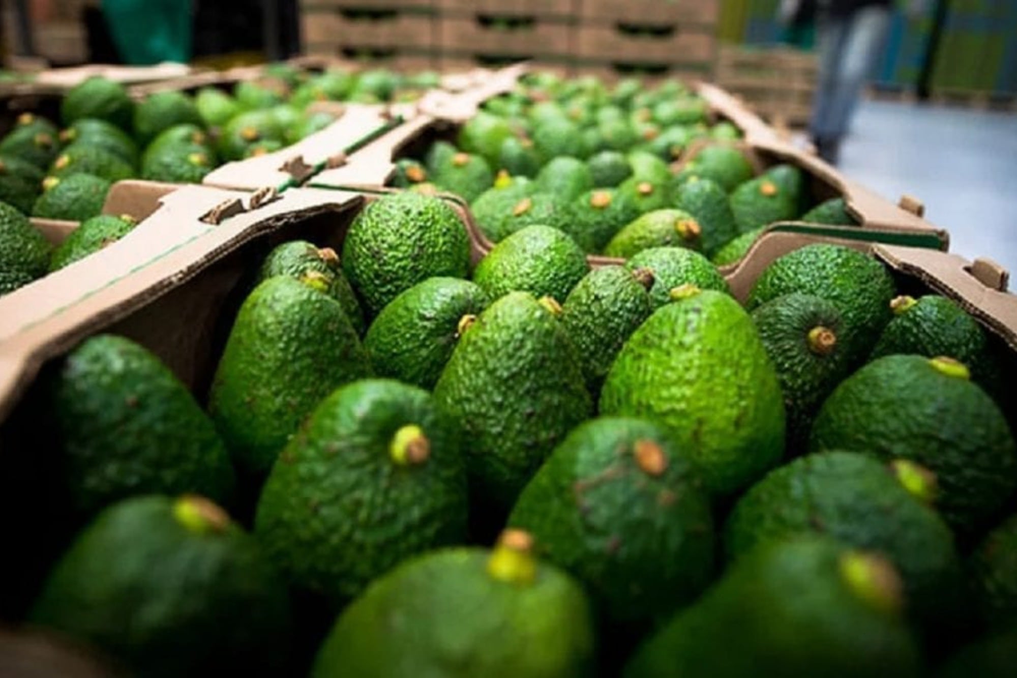 Gracias a su alta demanda, provincias como Tucumán, Salta y Jujuy se consagraron como sus mayores productores a nivel nacional
