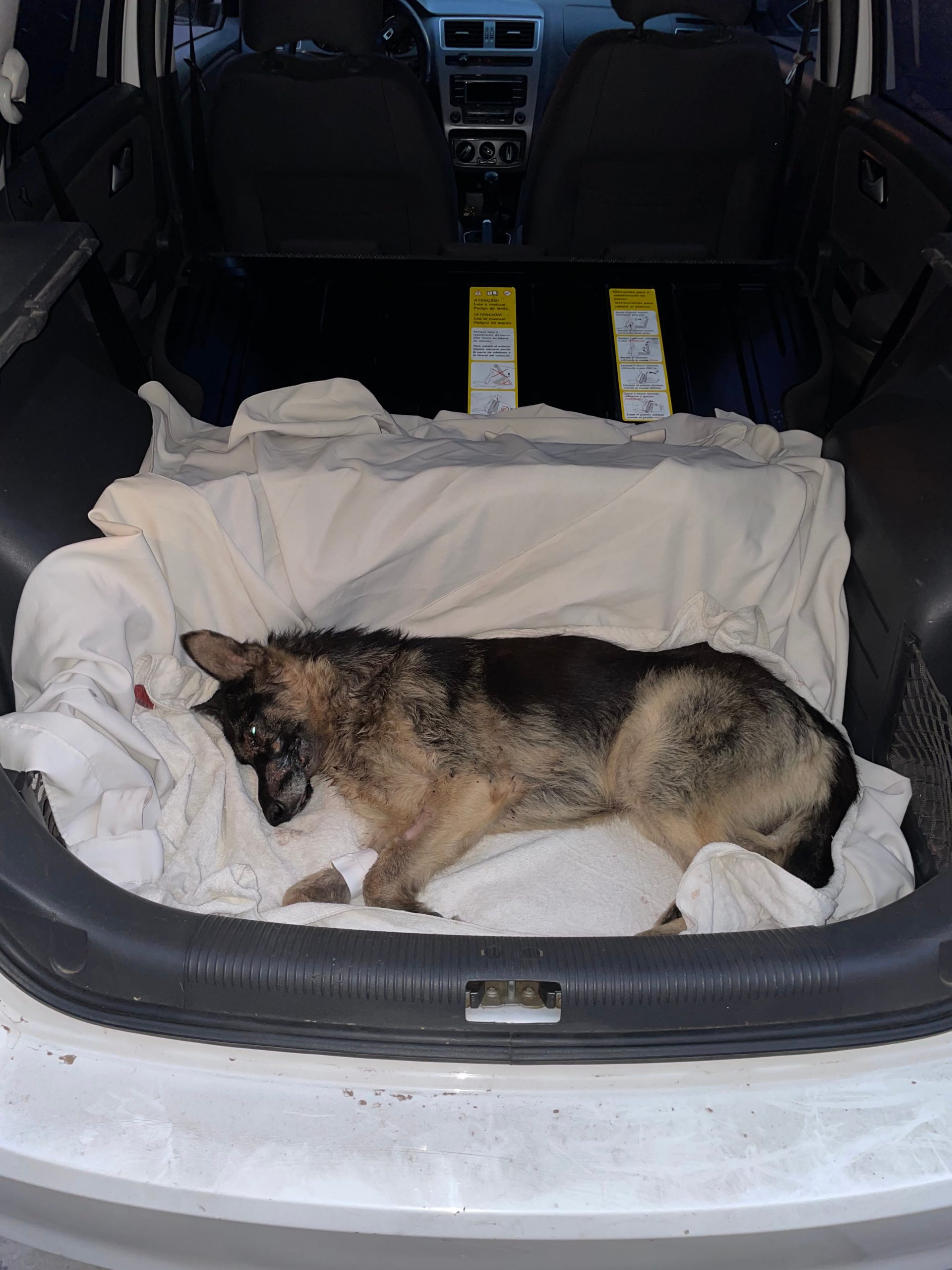 El perro estaba inconsciente, había perdido mucha sangre. 