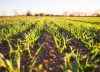 Productores e inmobiliarias rurales rechazan la ley de suelos en la provincia de Buenos Aires