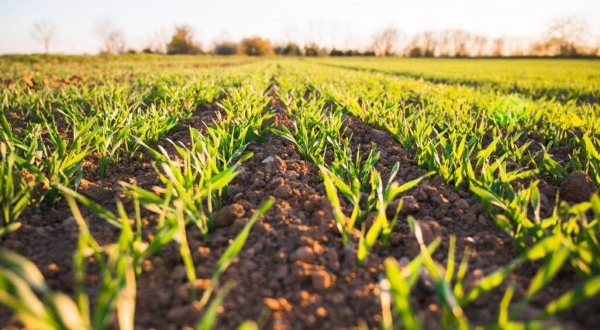 Productores e inmobiliarias rurales rechazan la ley de suelos en la provincia de Buenos Aires