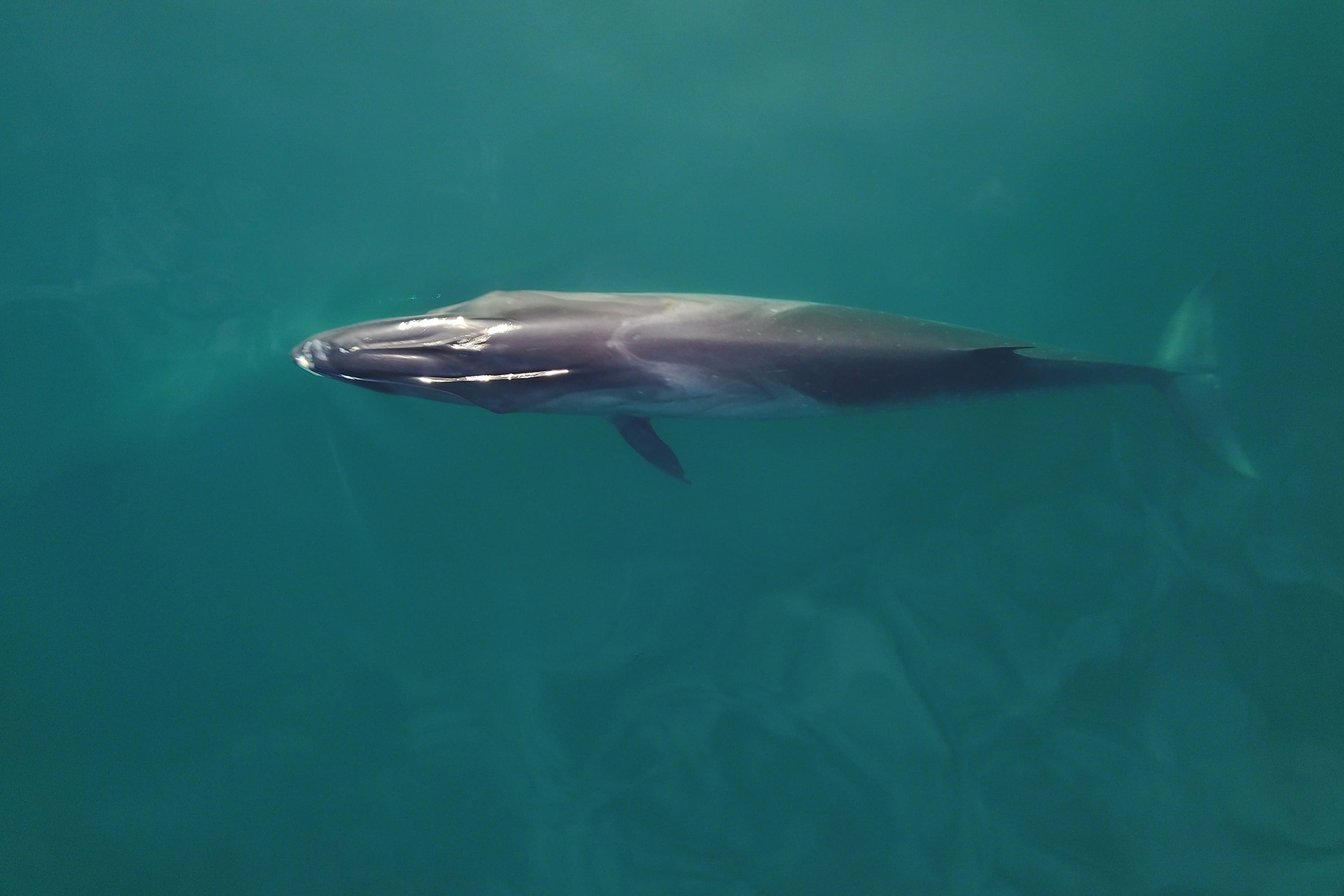 La ballena sei tiene apariencia bien distinta a la franca austral