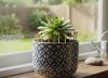 No es por decoración: por qué se recomienda poner 10 fósforos en la tierra de las plantas y para qué sirve