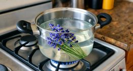 Sin químicos ni gastar de más: cómo hacer un repelente natural contra mosquitos con 3 ingredientes Sin químicos ni gastar de más: cómo hacer un repelente natural contra mosquitos con 3 ingredientes