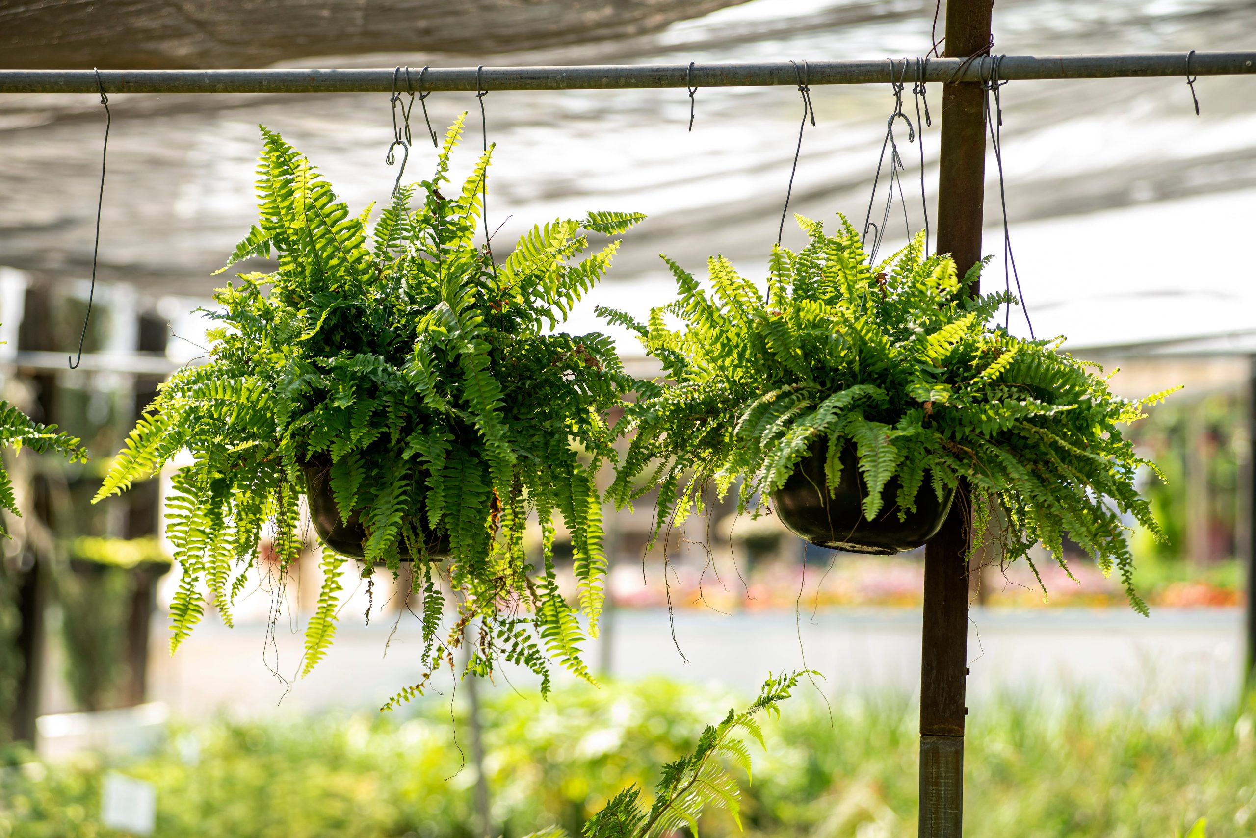 Los helechos son plantas que también se benefician de la composición ácida del vinagre. (Foto: Adobe Stock)