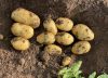 “Es realmente muy triste”: se desplomó el precio de la papa y los productores dejaron que se pudra en el campo