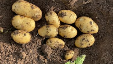 “Es realmente muy triste”: se desplomó el precio de la papa y los productores dejaron que se pudra en el campo
