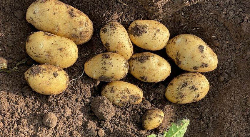 “Es realmente muy triste”: se desplomó el precio de la papa y los productores dejaron que se pudra en el campo