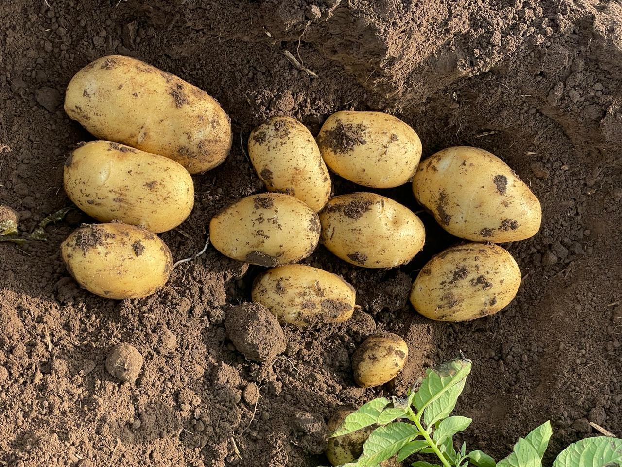 Los costos de producción rondan entre US$7500 y US$8000 por hectárea