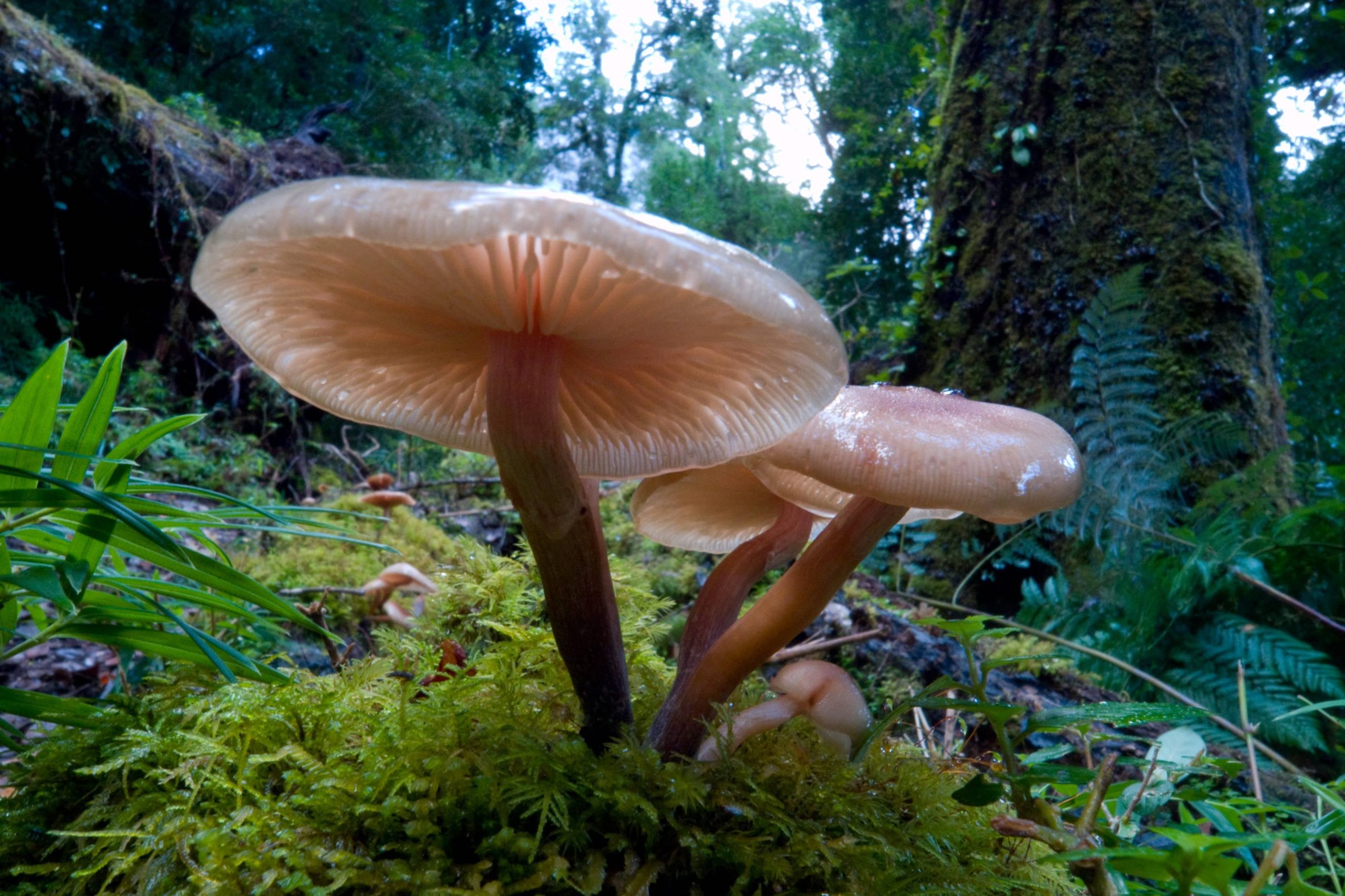 El valle tiene una biodiversidad sorprendente