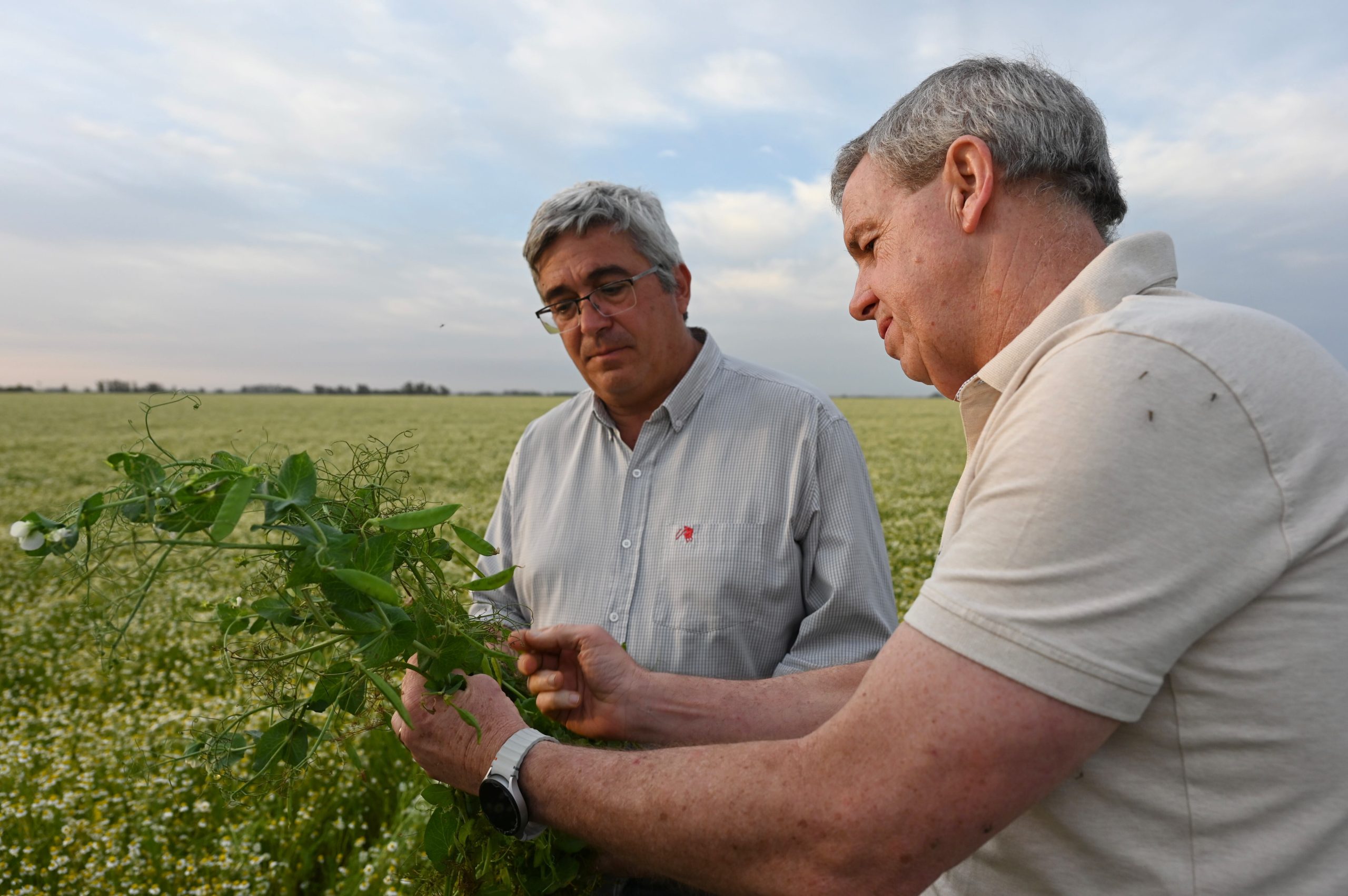 Buenas prácticas: La Sofía combina agricultura y ganadería sustentable en más de 2.000 hectáreas. (Foto: MDA).