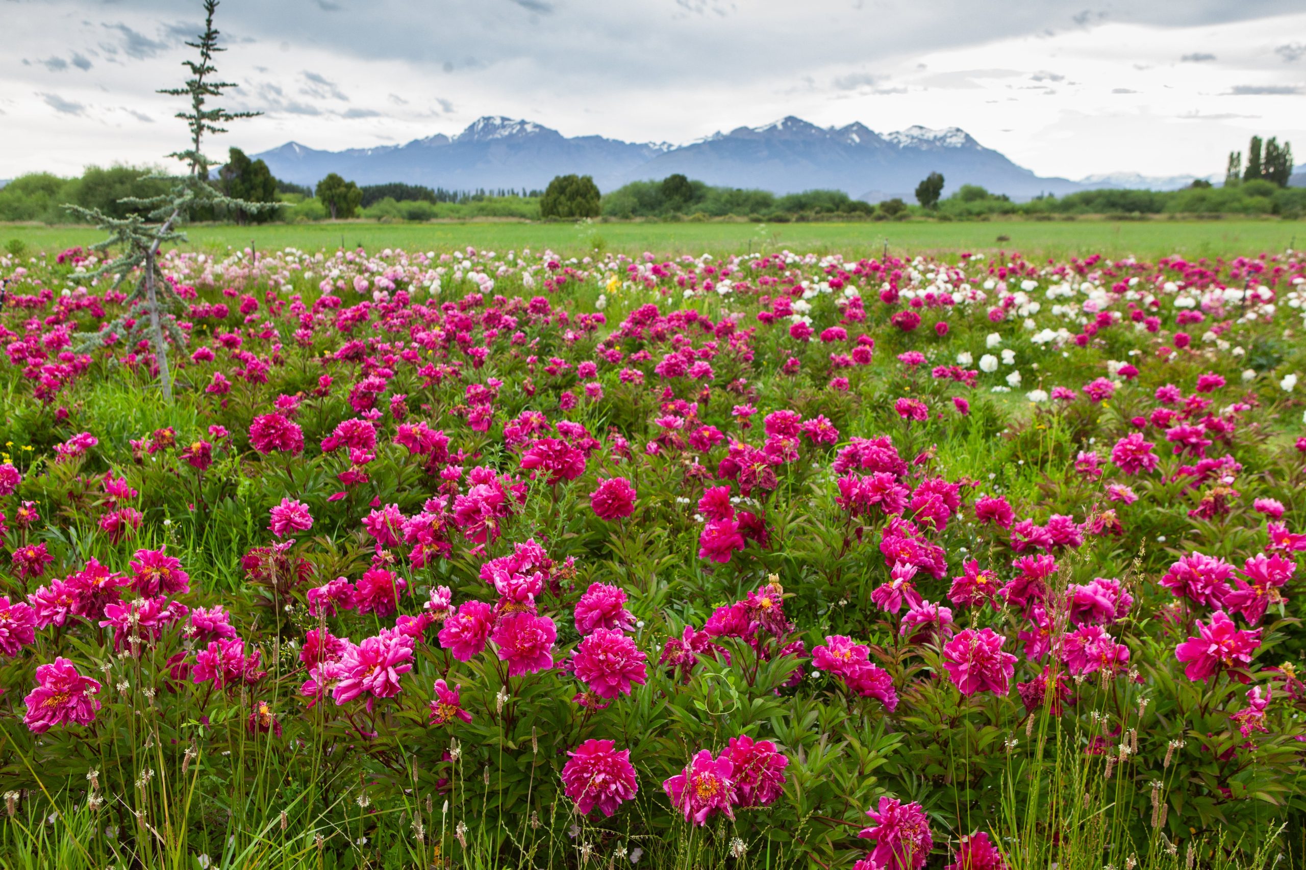 Más de 50 mil flores en el campo de Peonías
